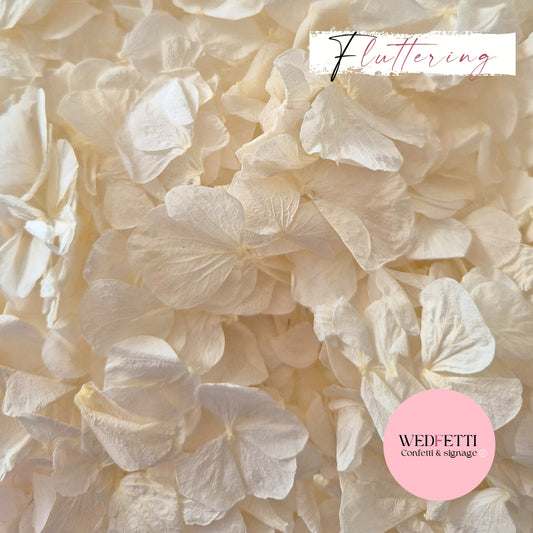 White Ivory hydrangea PETALS