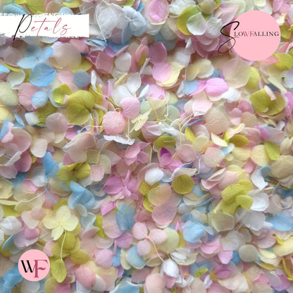 Petal Confetti - Pastel Party White