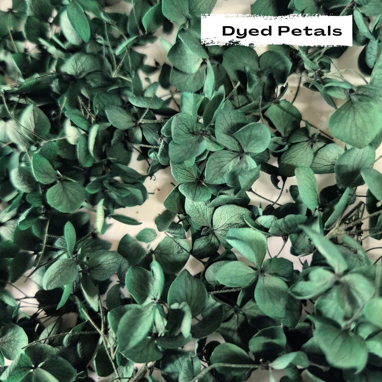 Emerald Green hydrangea petals (Dyed)