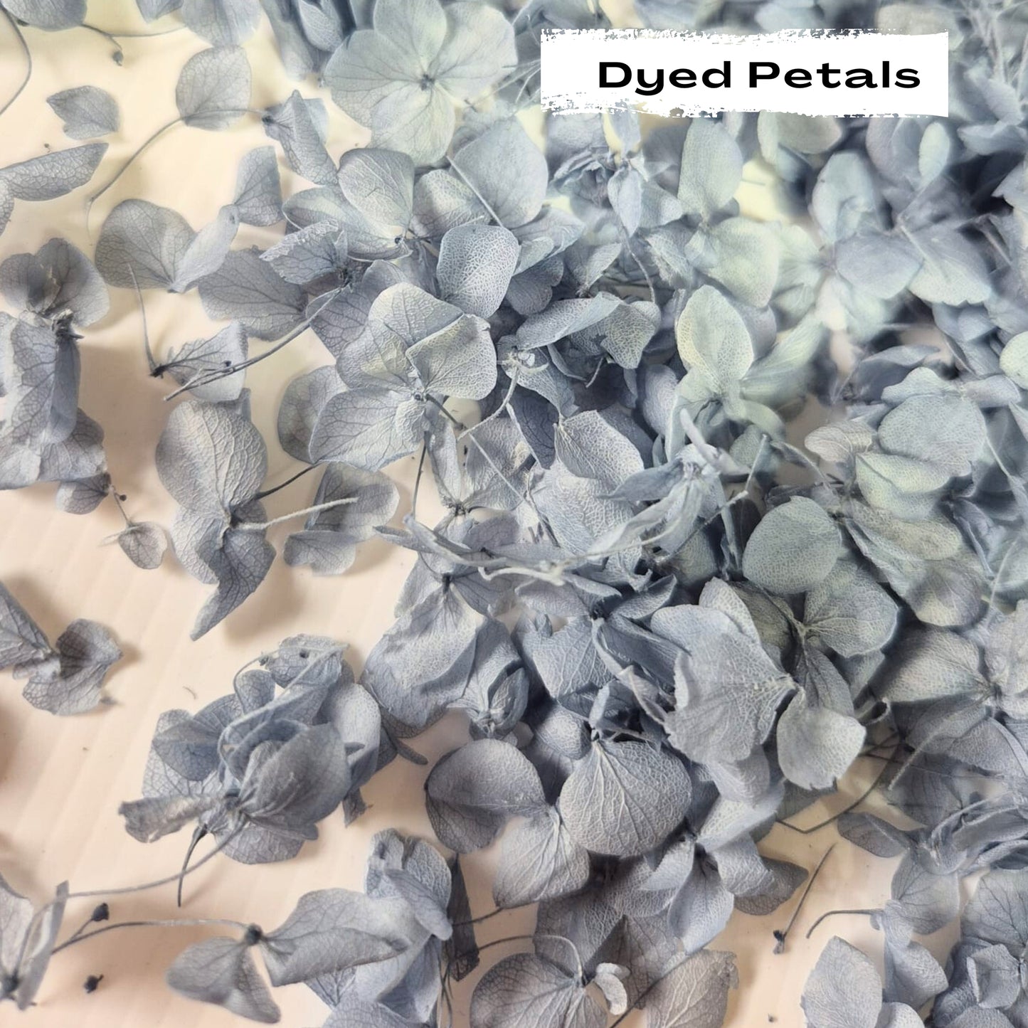 Dusty Blue hydrangea petals (Dyed)