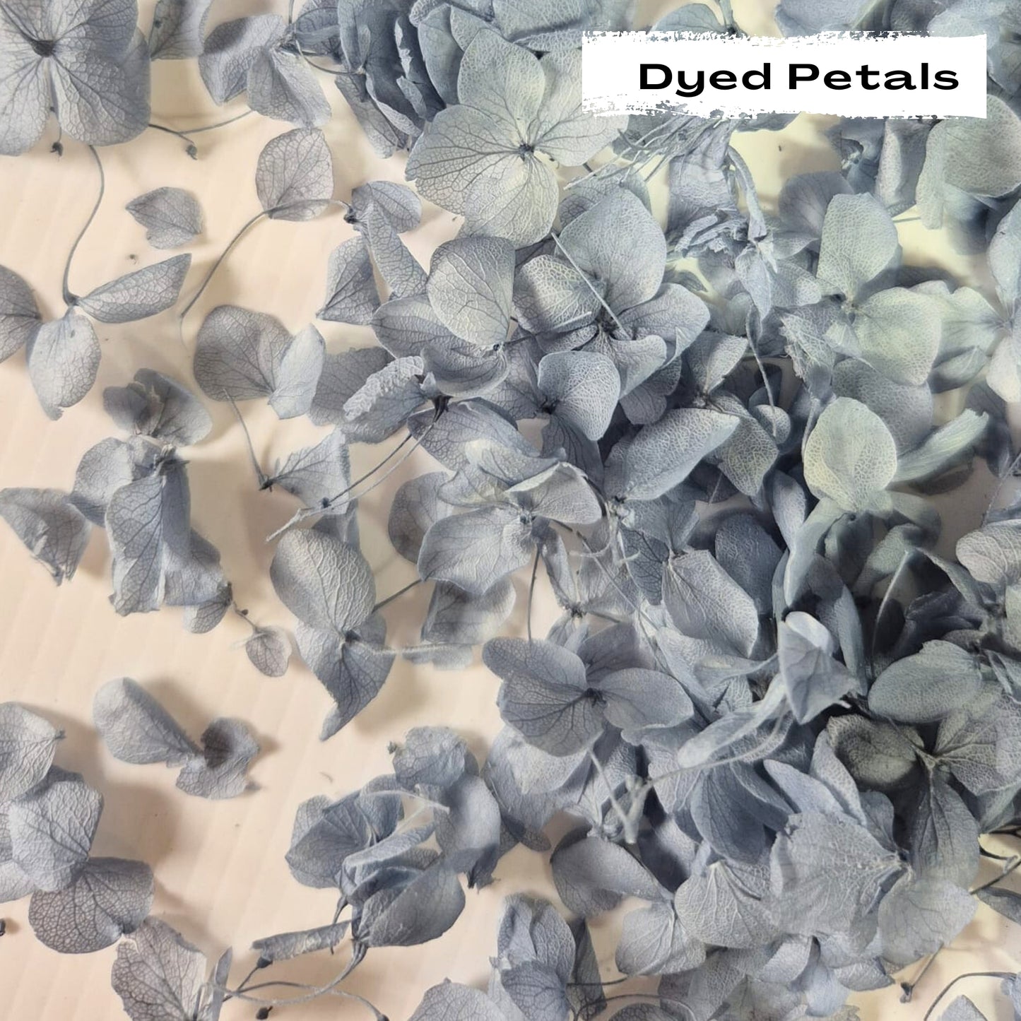 Dusty Blue hydrangea petals (Dyed)
