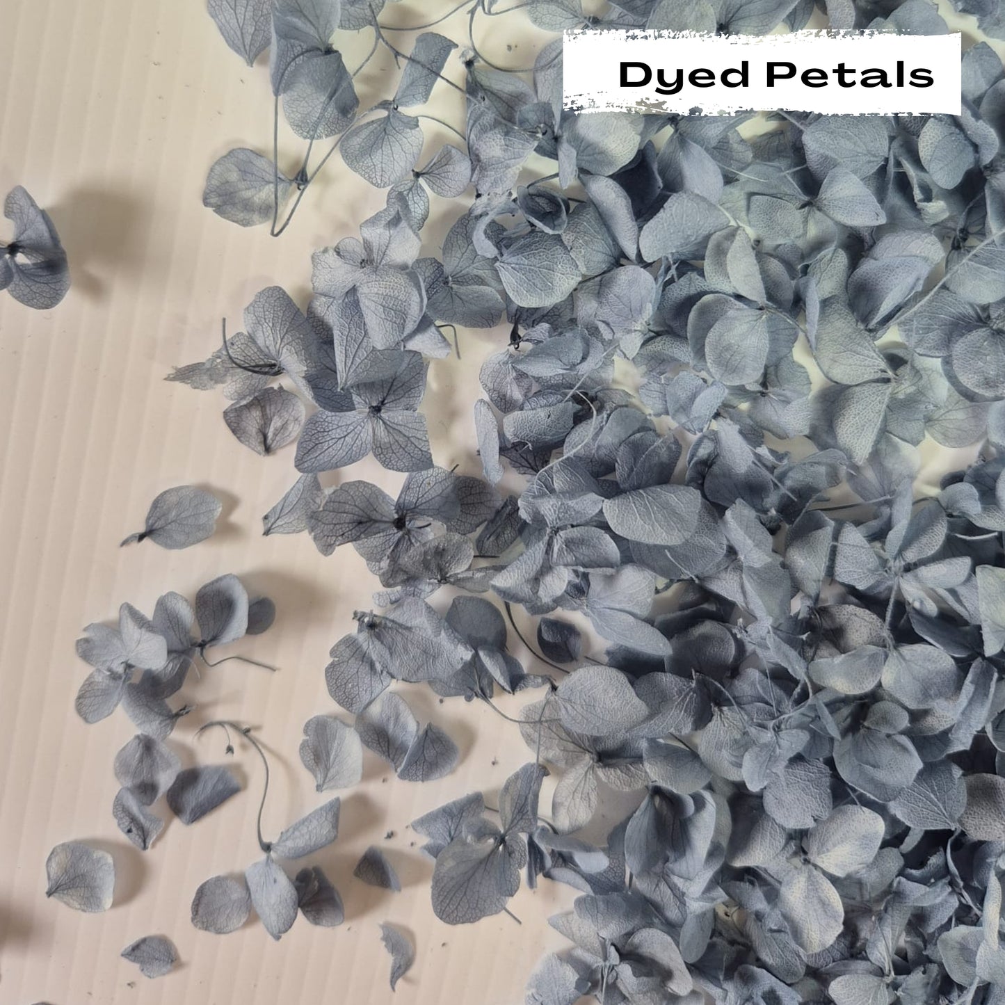Dusty Blue hydrangea petals (Dyed)
