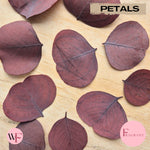 Fragrant large Eucalyptus Leaves