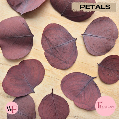 Fragrant large Eucalyptus Leaves