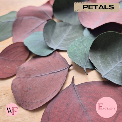 Fragrant large Eucalyptus Leaves