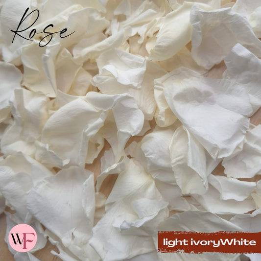 Rose Petals - Light Ivory White