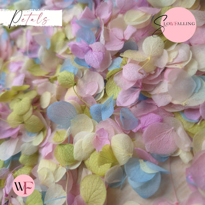 Petal Confetti - Pastel Party