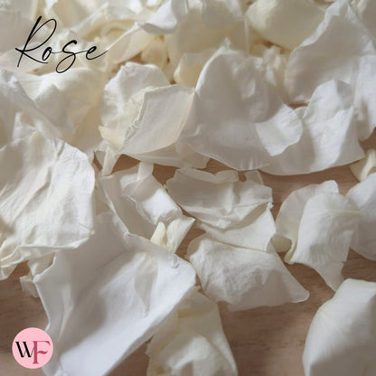 Rose Petals - Light Ivory White