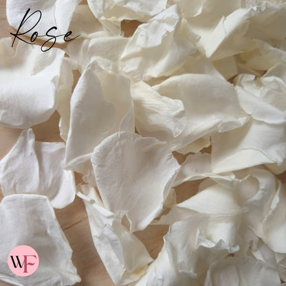 Rose Petals - Light Ivory White