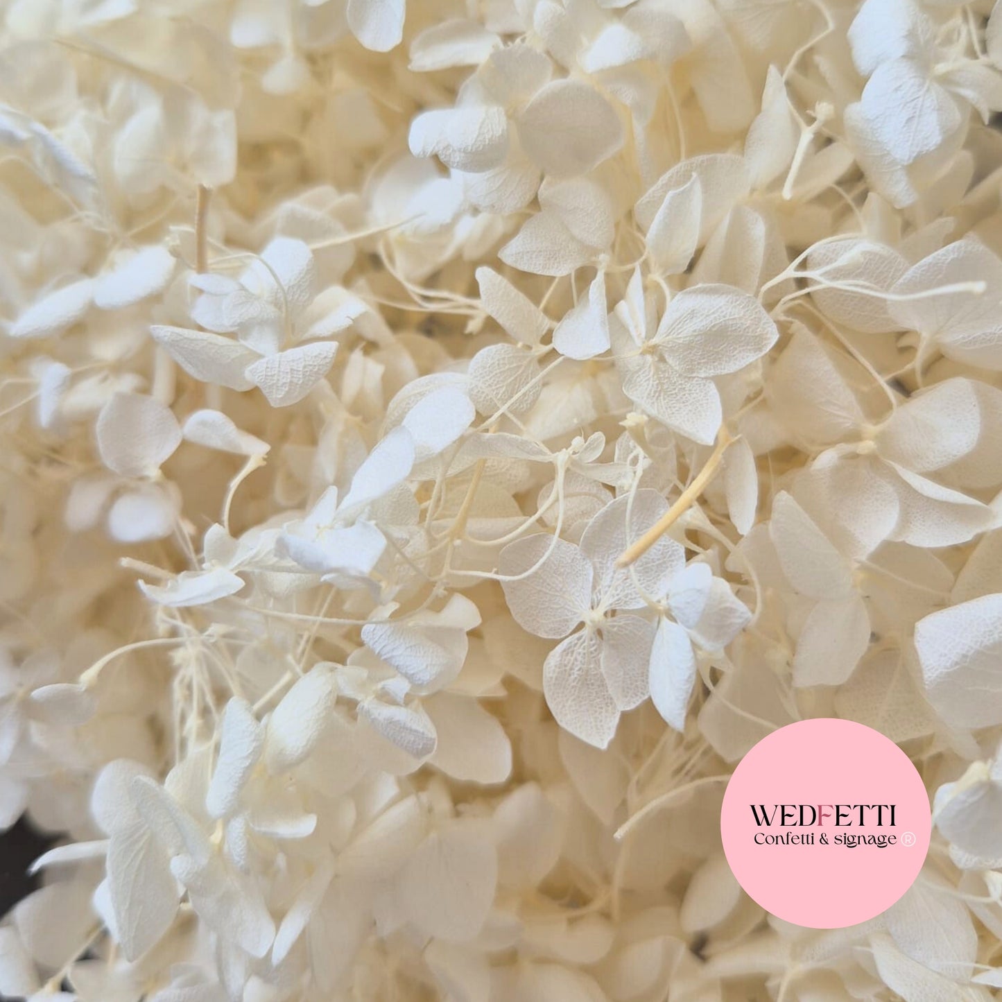 White Ivory hydrangea petals