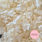 White Ivory hydrangea petals
