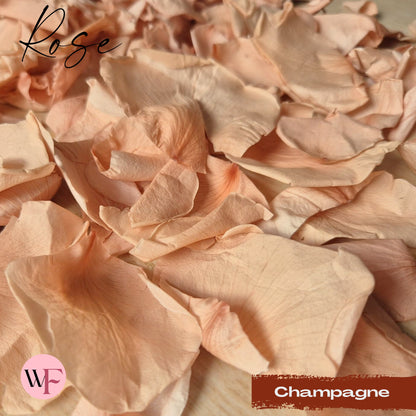 Rose Petals - Champagne
