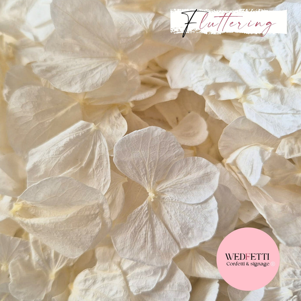 Fluttering Ivory hydrangea PETALS