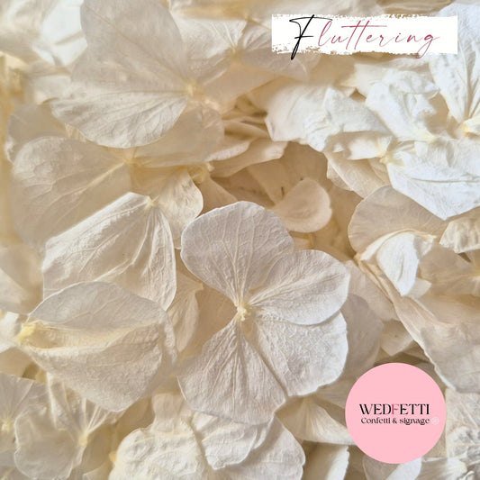 Fluttering Ivory hydrangea PETALS