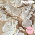 Fluttering Ivory hydrangea PETALS