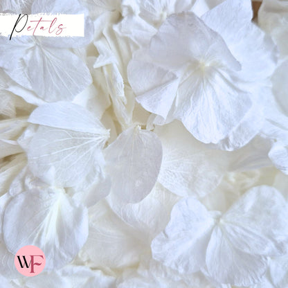 Wedding White hydrangea PETALS