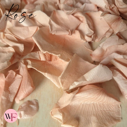 Rose Petals - Champagne