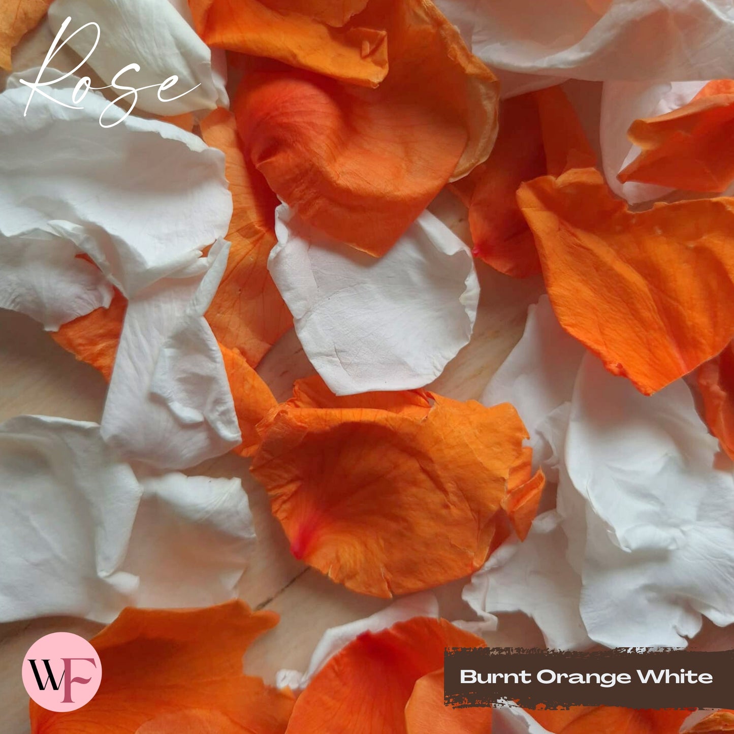 Rose Petals - Burnt Orange White