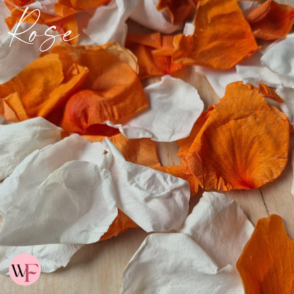 Rose Petals - Burnt Orange White