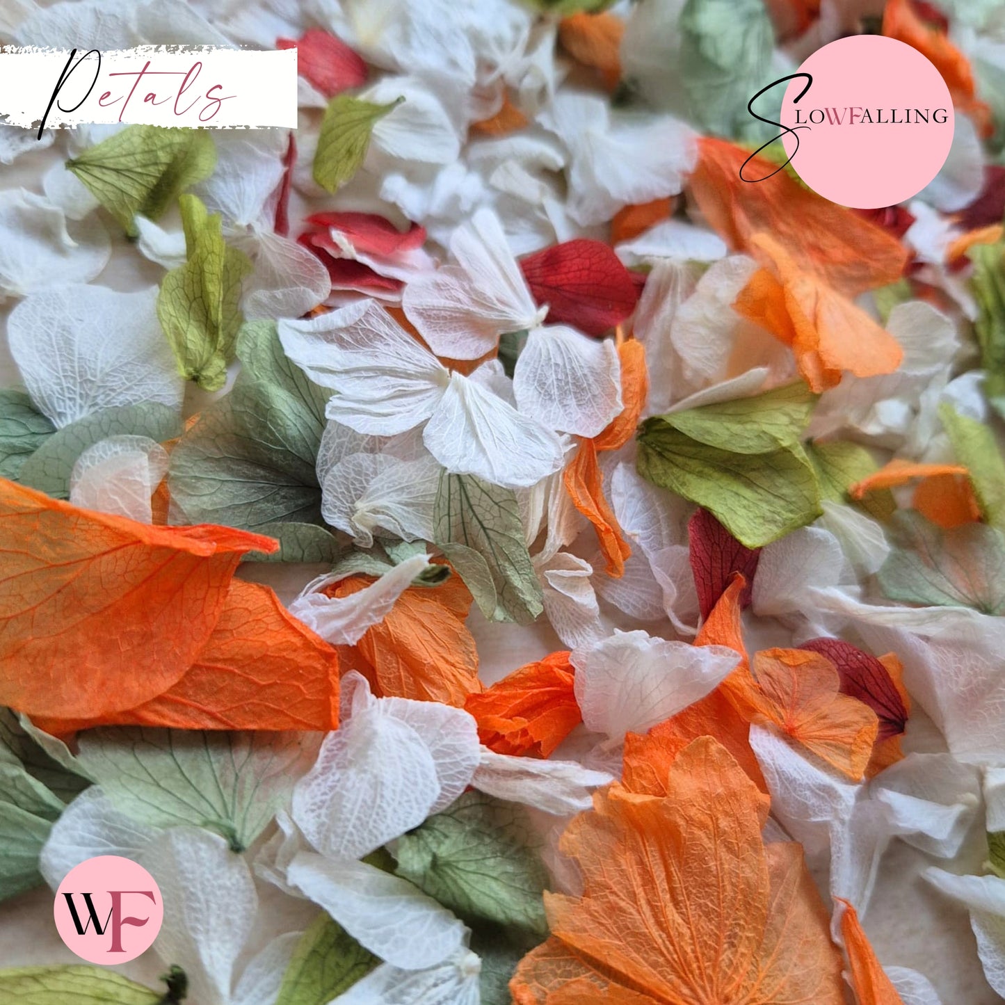 Petal Confetti hydrangea - October 2 Sage Burgundy