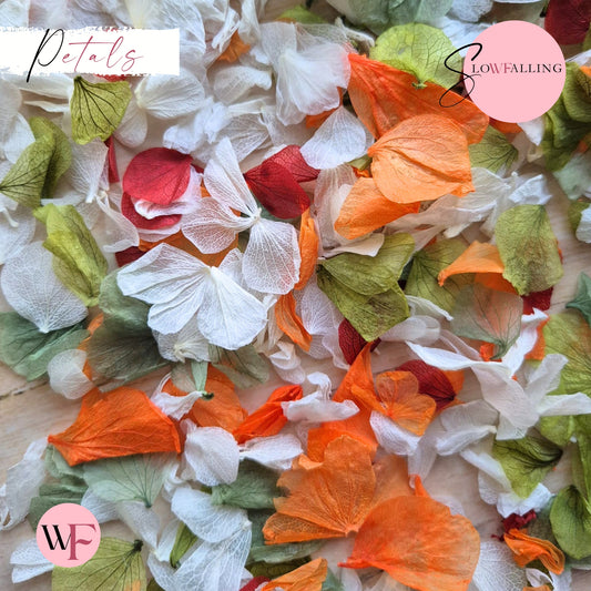 Petal Confetti hydrangea - October 2 Sage Burgundy