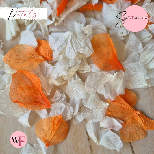 Petal Confetti hydrangea - Orange White